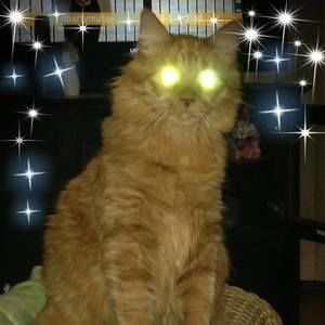 Meet your Posher, Sue